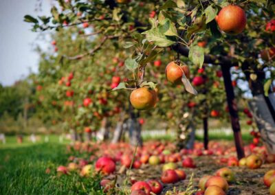 Thatchers Cider Tour